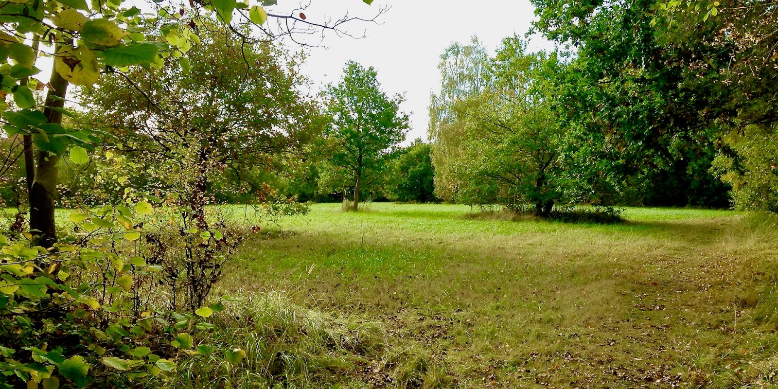 Cambridgeshire walks Brampton Wood