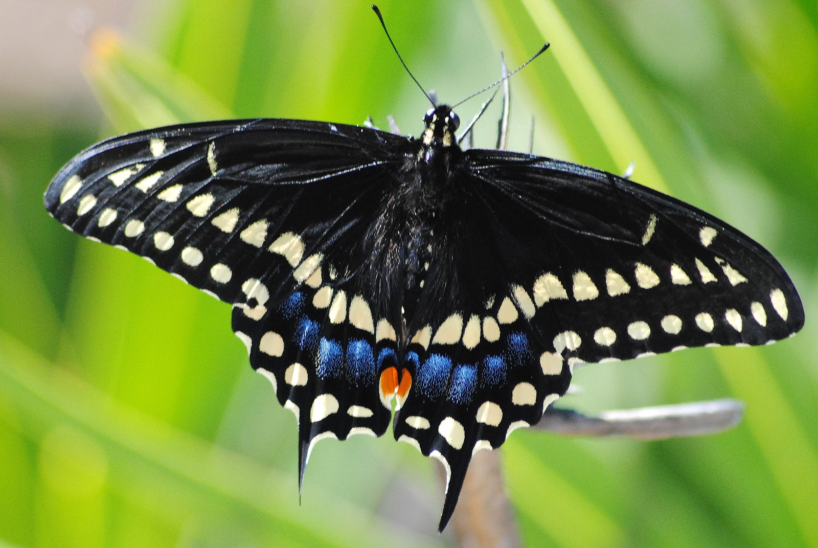 Field Notes and Photos Palmedes Swallowtail