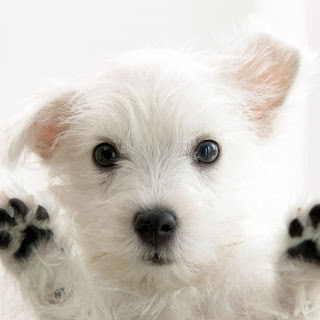 West Highland Terrier Cachorro