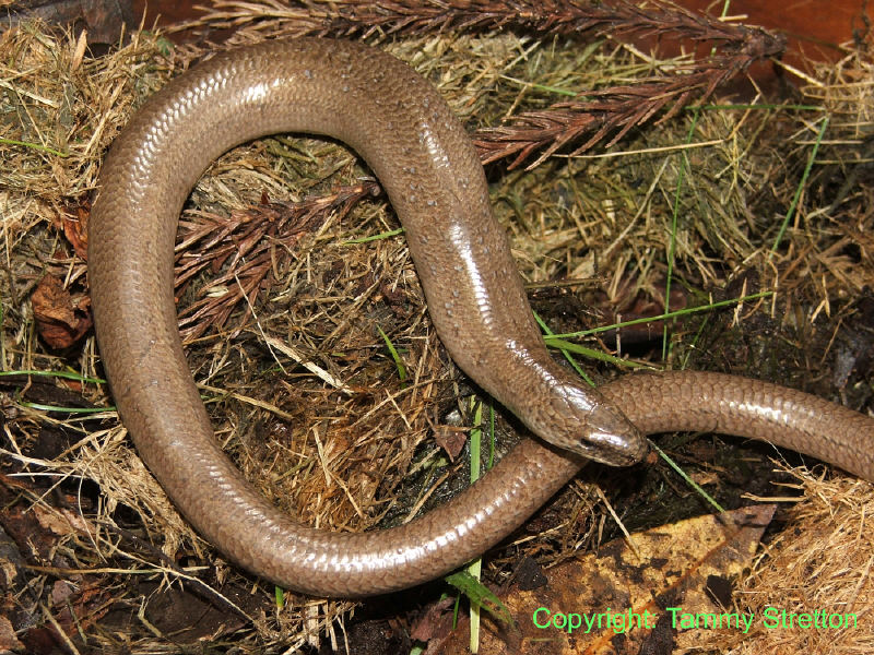 Slow Worm Animal Wildlife