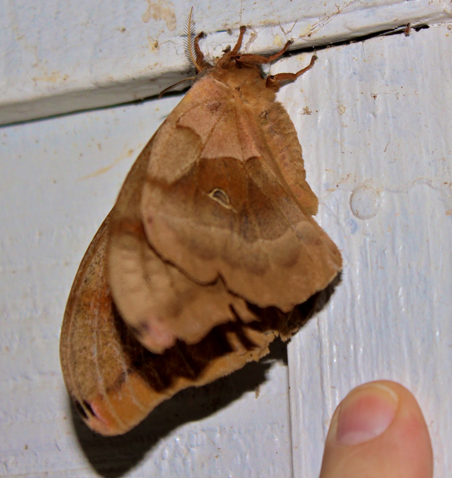 Giant Silkworm Moth Phillip's Natural World