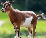essay on goat in english