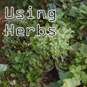 Using Herbs