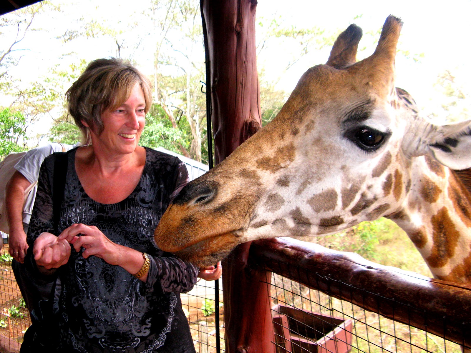 African Adventure Giraffe Centre