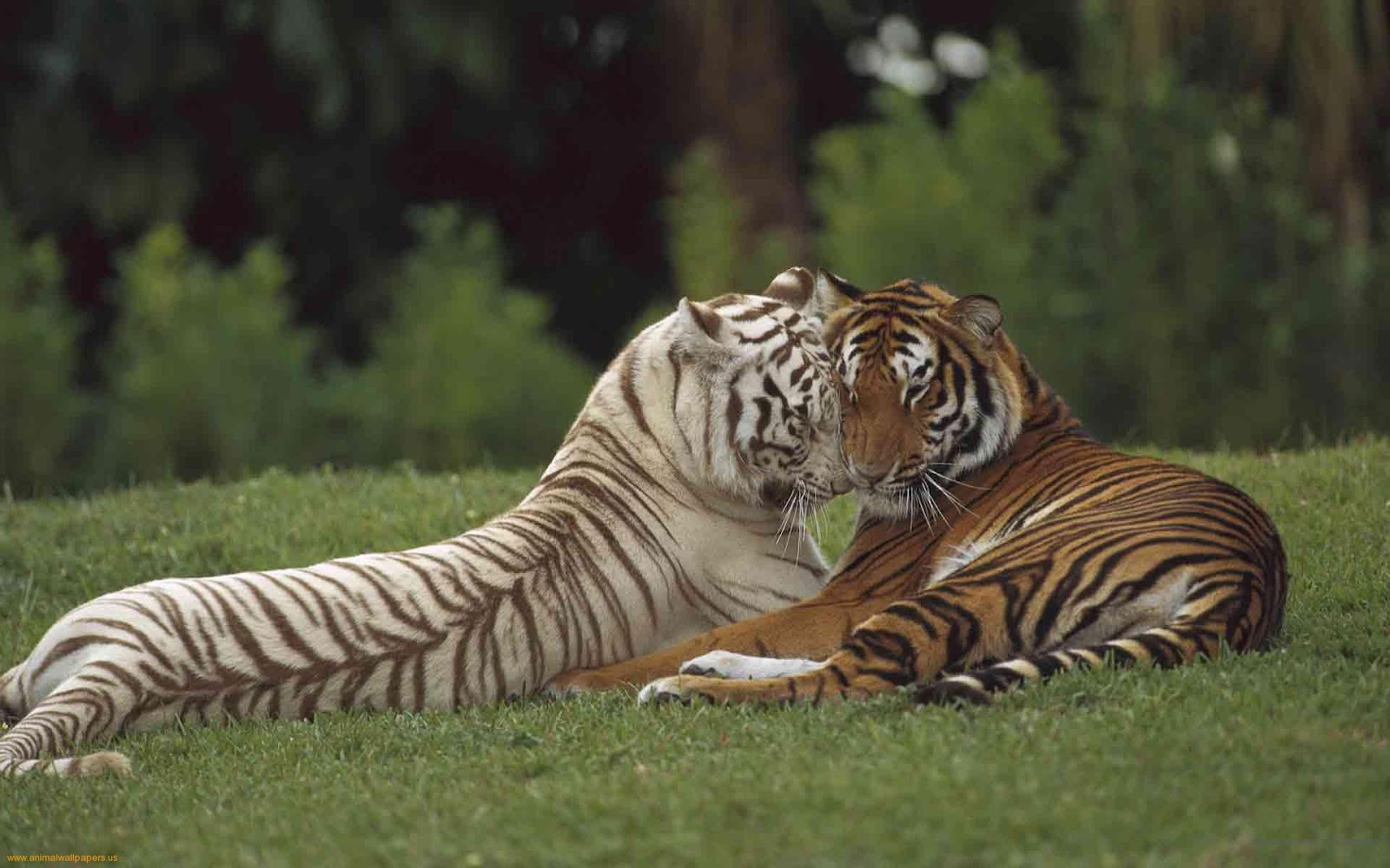 Bengal Tiger - Pakistan Affairs