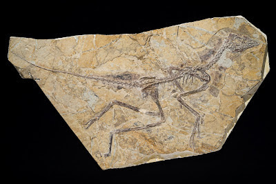 Aurornis fossil