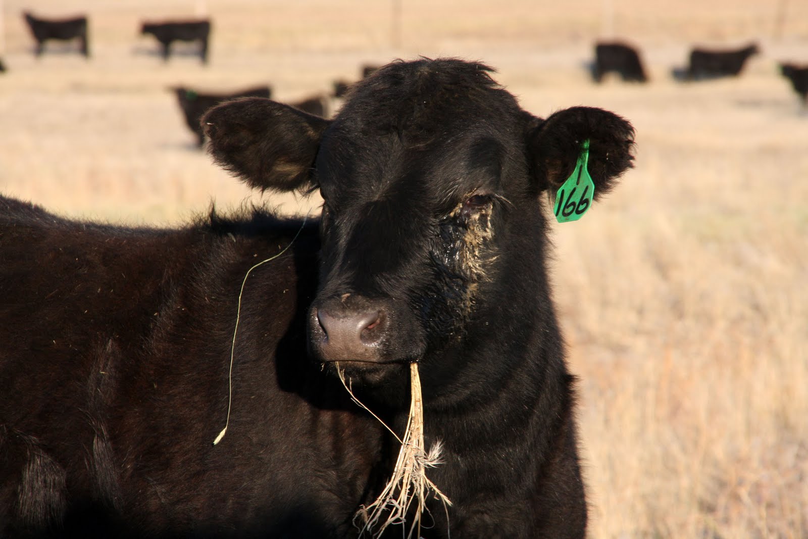 Double H Photography Doctoring Calves