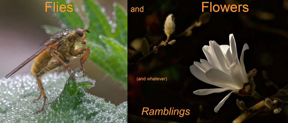 Flies and flowers and ...... whatever. Ramblings
