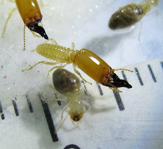 Soldier and worker of a large Pericapritermes species