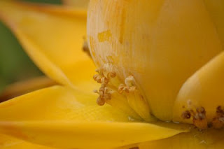 Banana Species, Musella lasiocarpa, The Chinese yellow banana, Buddhism, sacred flower, Bananas
