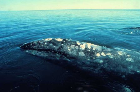 Atlantic Gray Whale