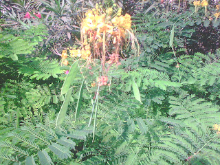 yellow flower garden images