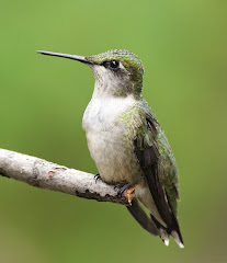 RUBY-THROATED HUMMINGBIRD