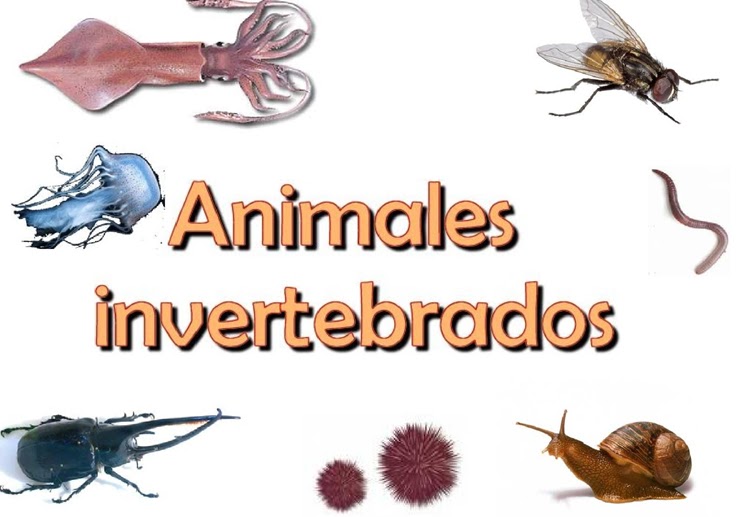 Materiales Hipermedia Educativos: Actividad 2 - Invertebrados