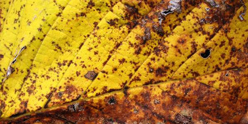 15+ Free Leaf Green Brown Textures Download
