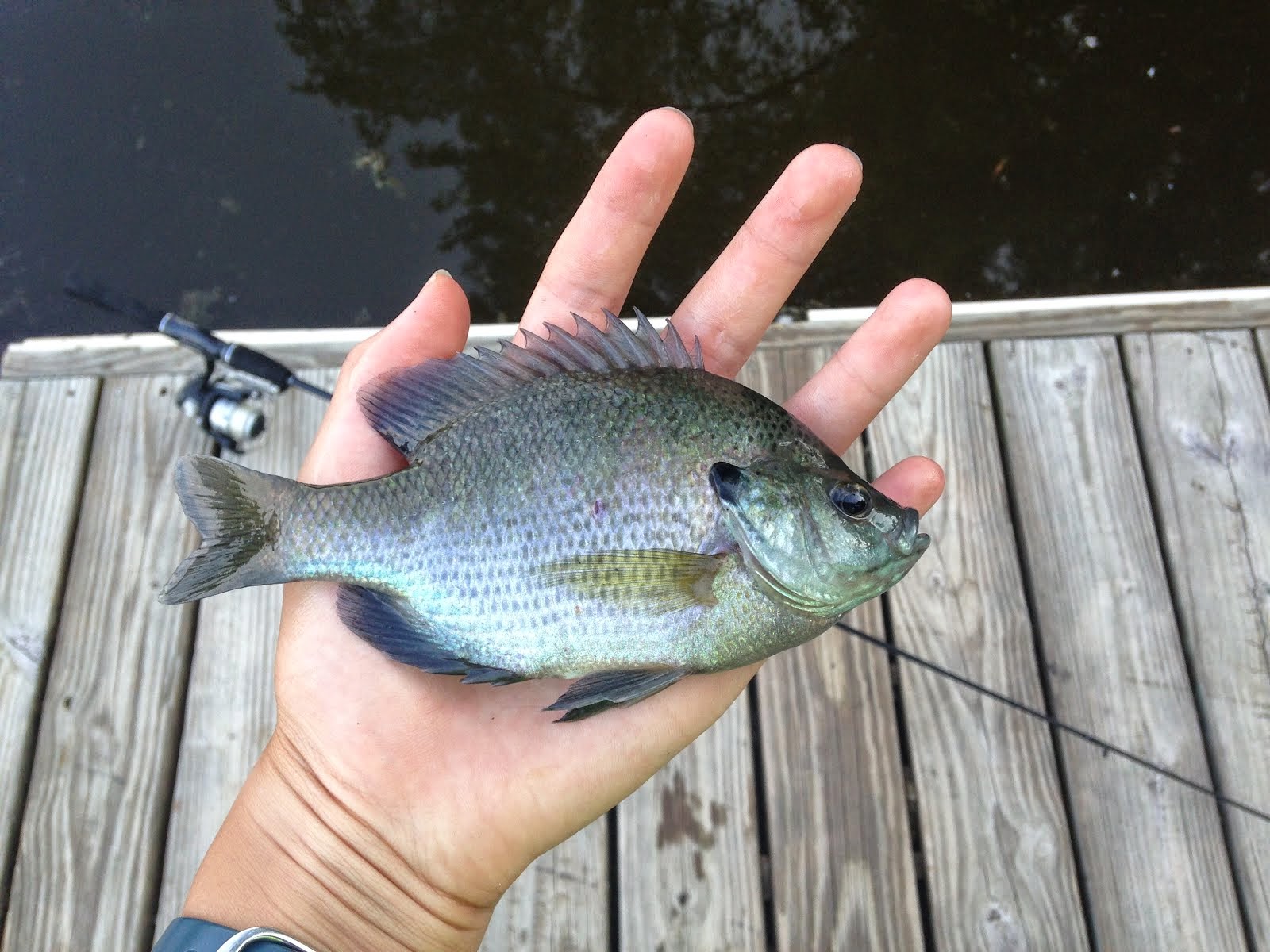 Bass on the Golf Course: July 2014