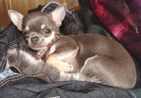 juguetes para cachorros chihuahua