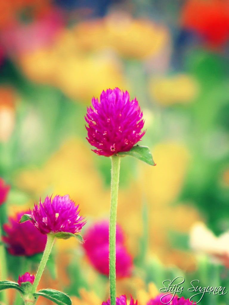 Cranium Bolts Bachelor's Button Flower