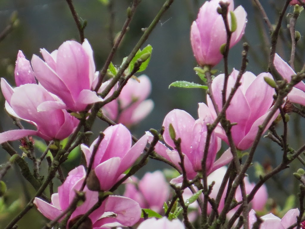 天堂鳥 淡水楓樹湖古道木蓮花盛開