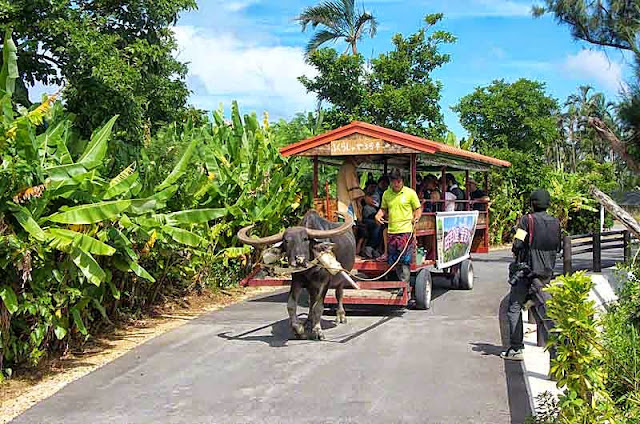 road, riverside,oxcart,water buffalo