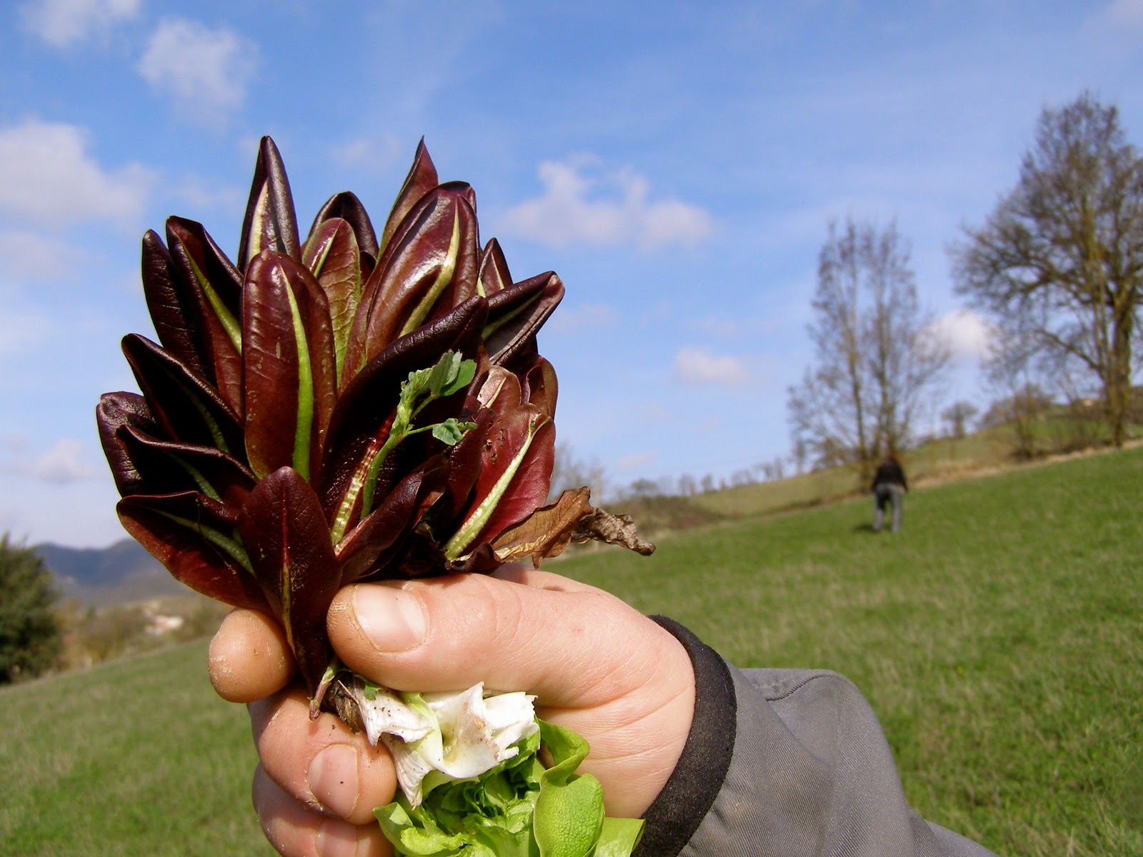 La Tavola Marche Cooking with Spring’s Wild Edibles in Le Marche, Italy