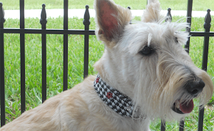 PREPPY HOUND