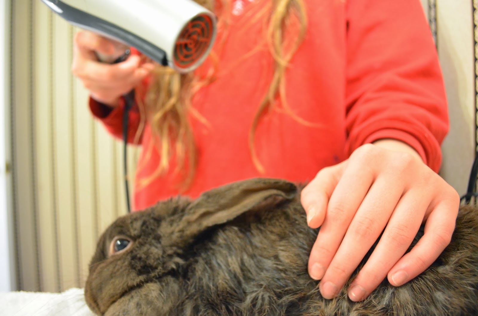 A Sprinkle of Lavender How to Groom a Rabbit