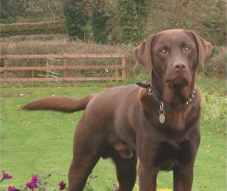 Lost dogs in Lancaster Brook