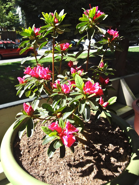 azalea plant