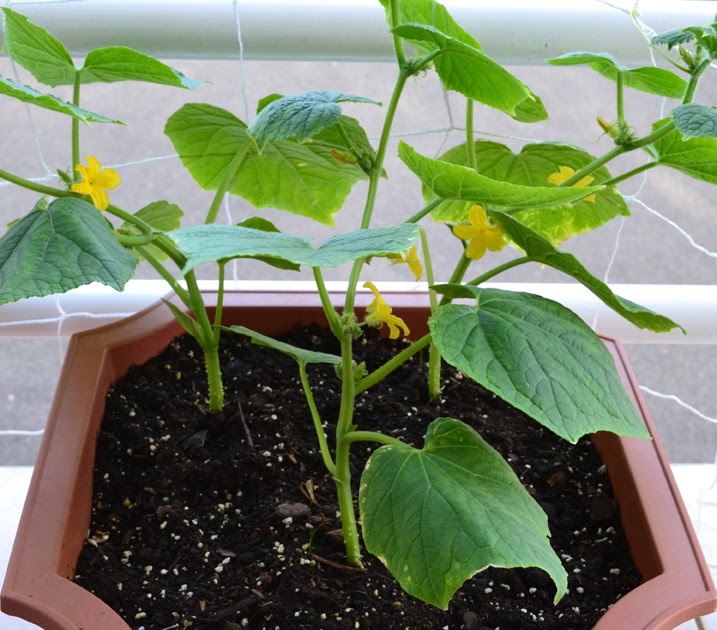 Container Gardening in Puerto Rico Pickling your interest