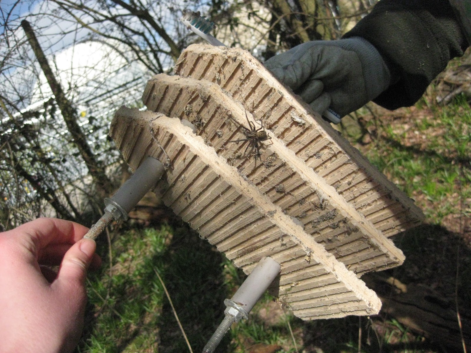 Biodiversity Gatwick Gatwick’s Batman