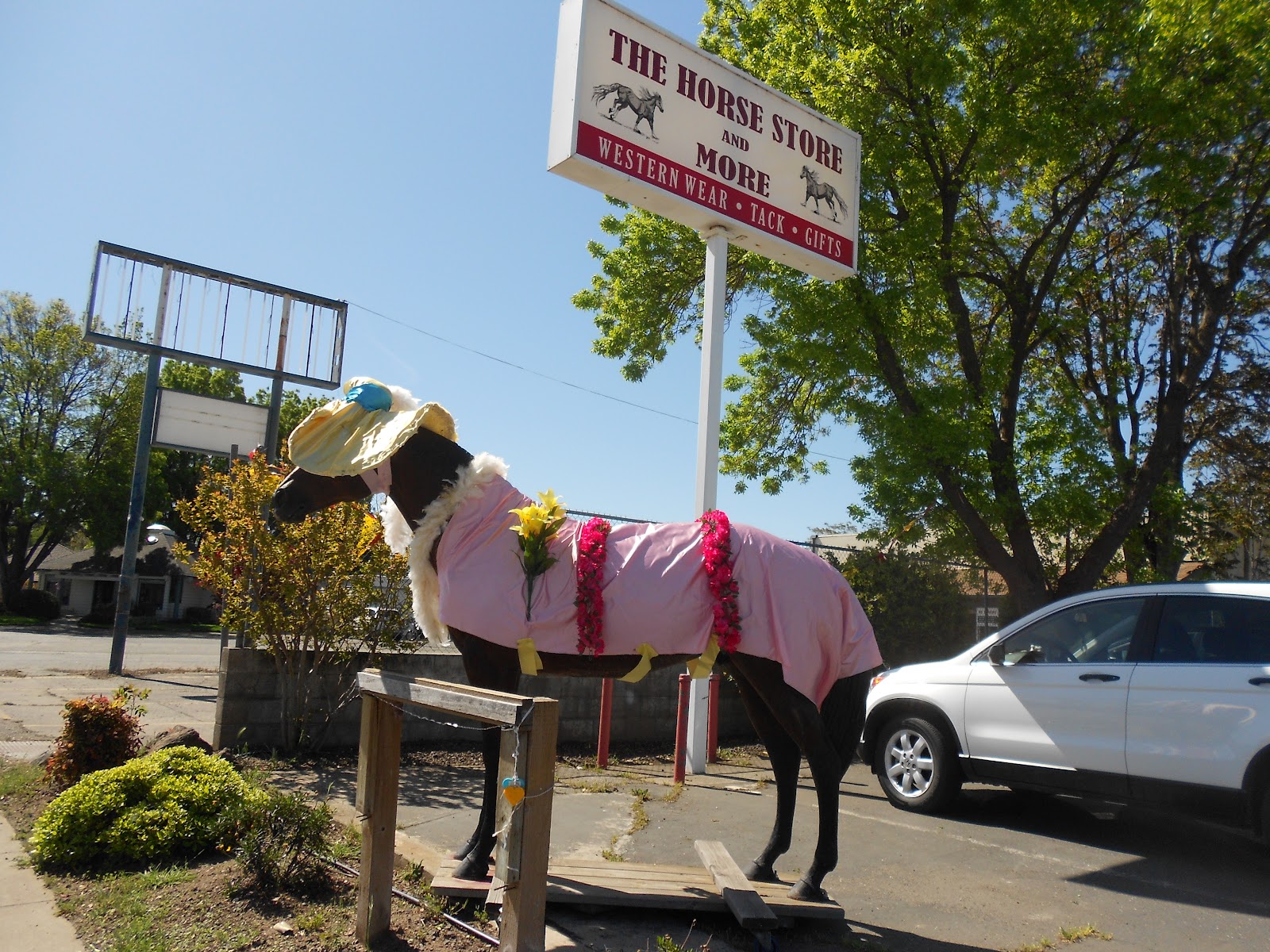 Life by Chocolate Robyn Alana Engel's Blog Sundays in My City Horse