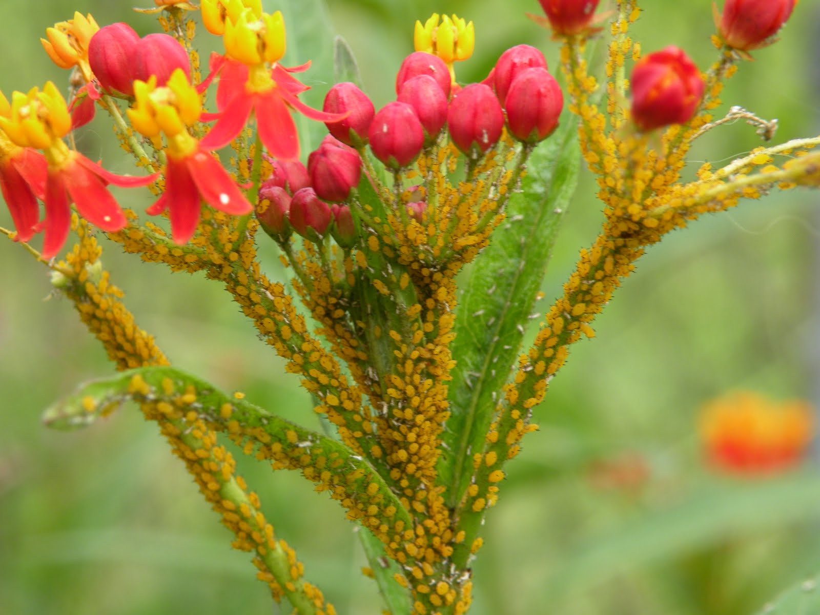 Mary's Louisiana Garden: Aphid Invasion