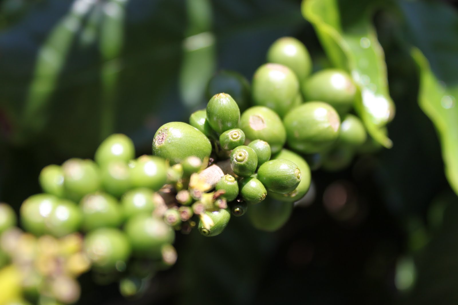 americanina Island coffee