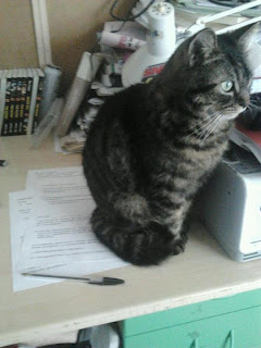 cat on university papers cat loves to sit on papers