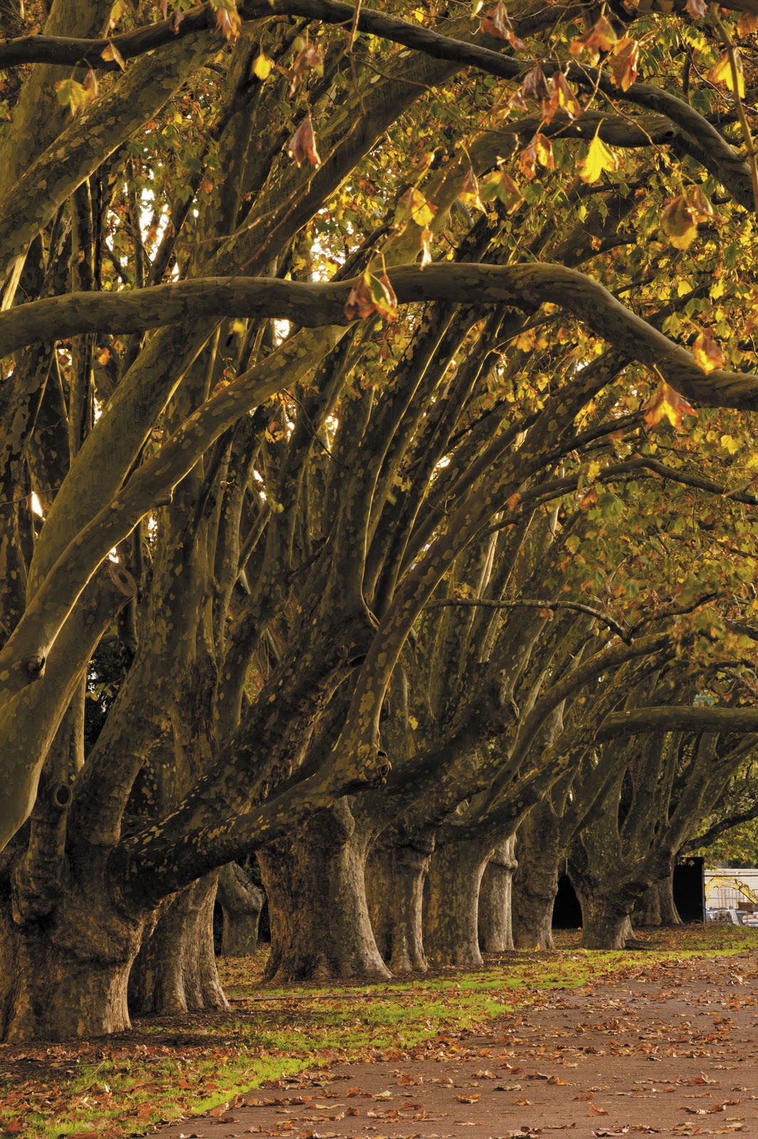 Beattie's Book Blog unofficial homepage of the New Zealand book