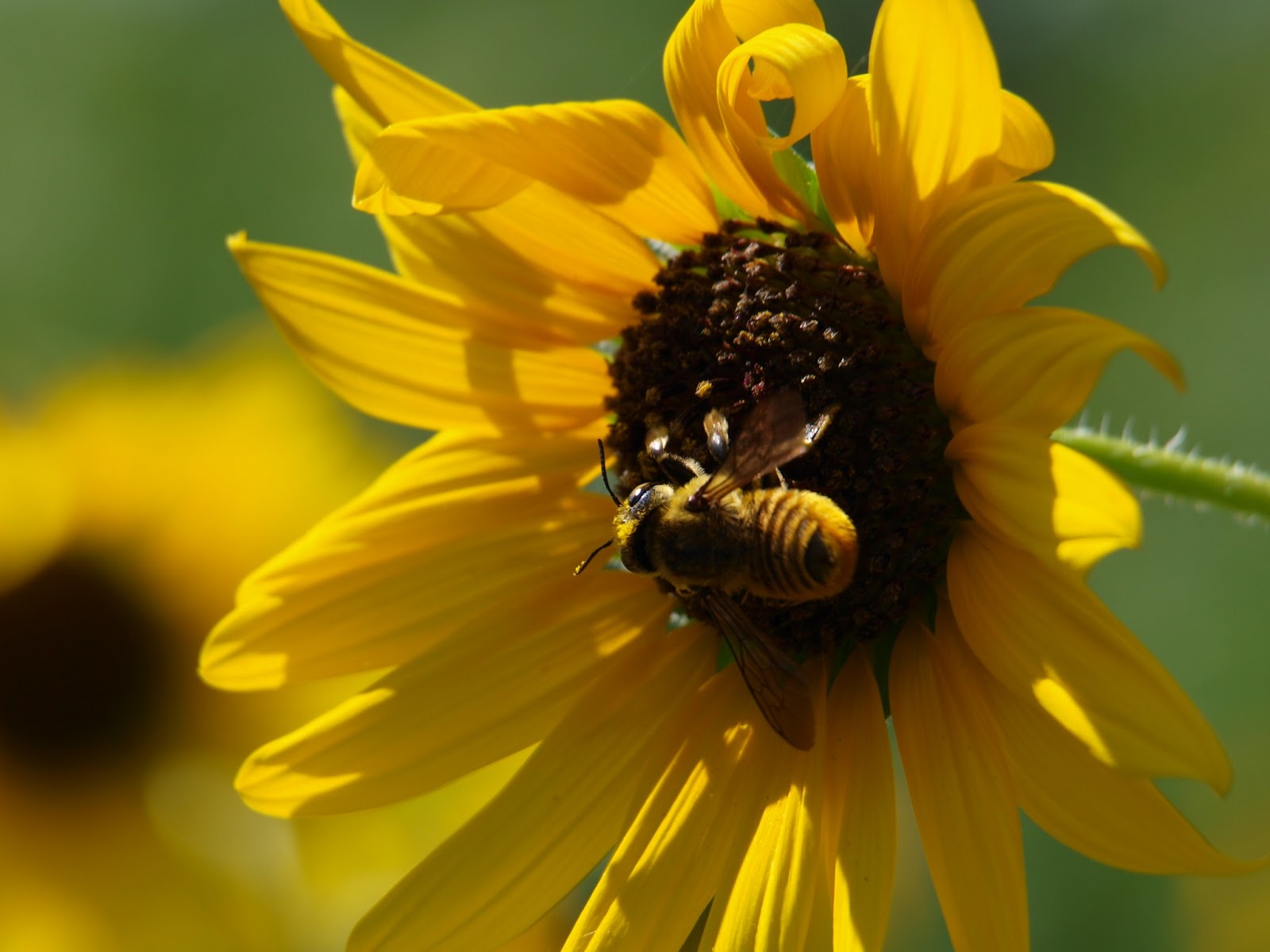 A Life Inspired by Nature Sunflower Lovers Bees