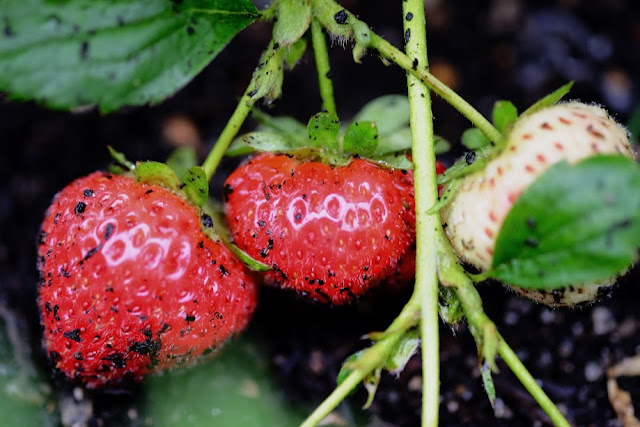 Everbearing Strawberries