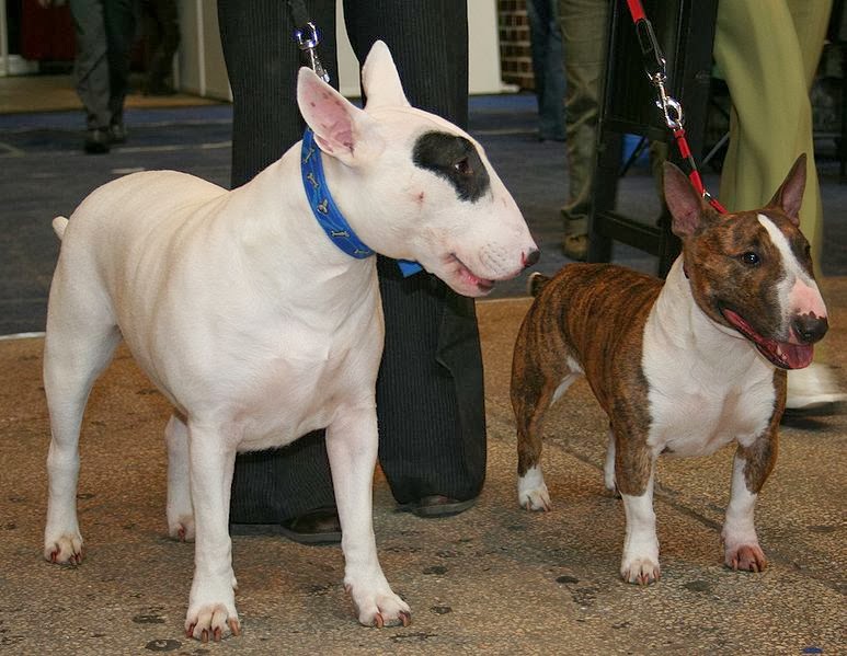 Bull Terrier Aggression Behavior Dog Breeds All types of dogs
