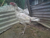Kelabu Pama