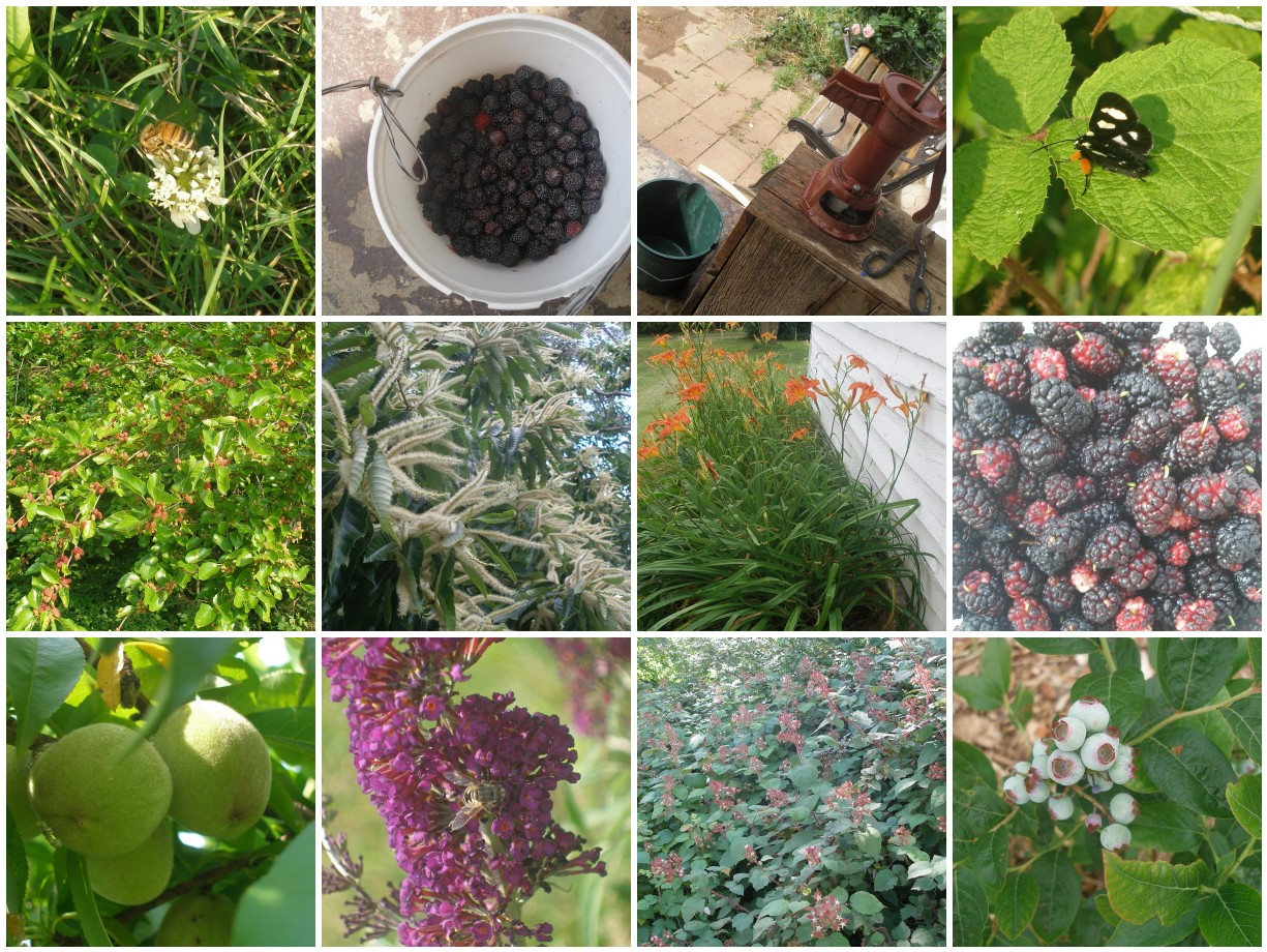 Thy Hand Hath Provided Permaculture