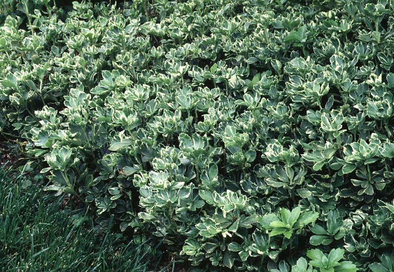 Beechwood Landscape Architecture and Construction Silver Edge