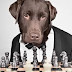 Ο σκύλος που παίζει σκάκι...