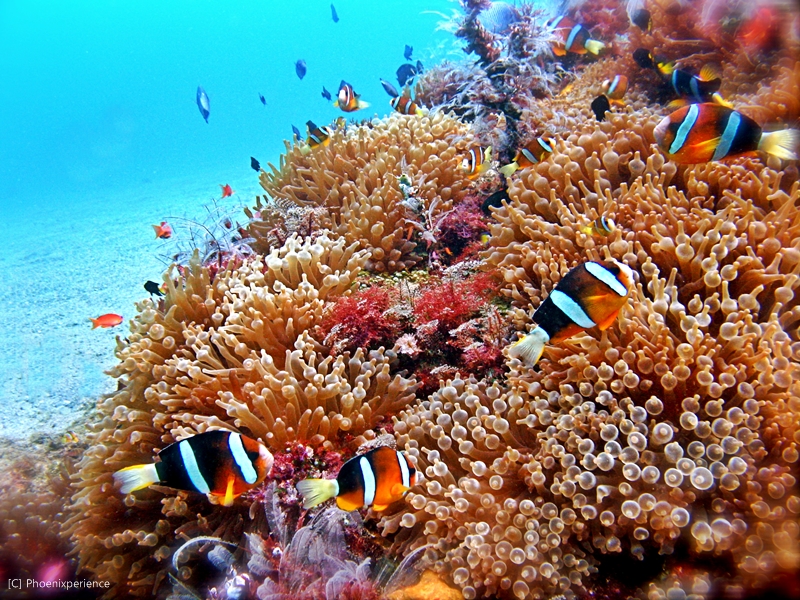 Top 10 Dive Sites in the Philippines (Best Dive Sites in the