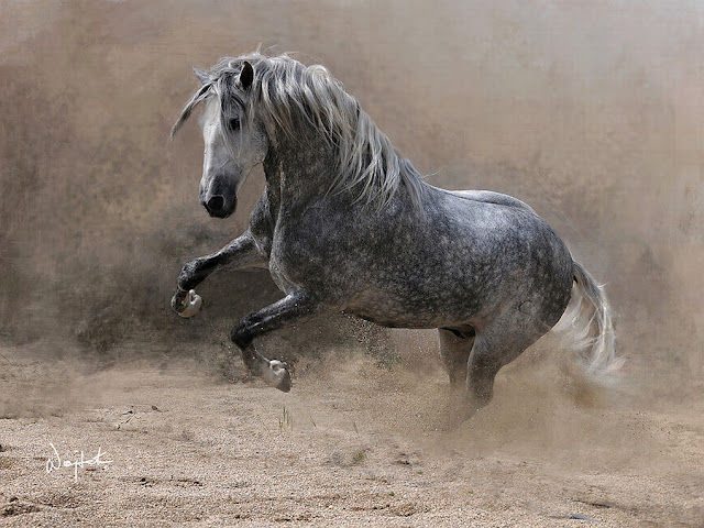 Grey Horse Photos
