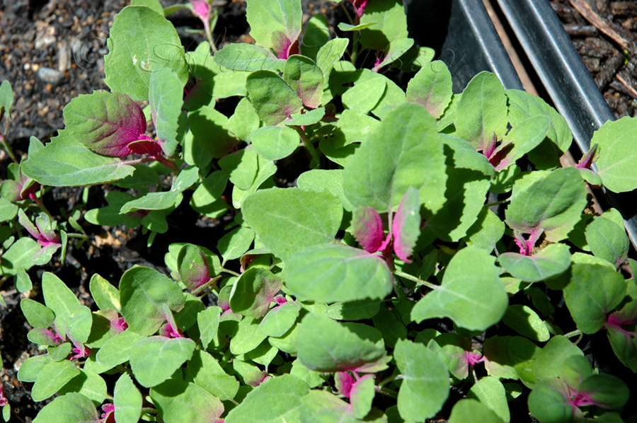 Ethnobotanical Pursuits Lambs Quarters