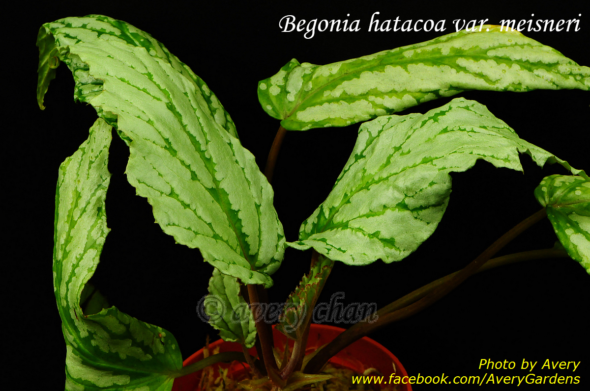 Begonia hatacoa meisneri