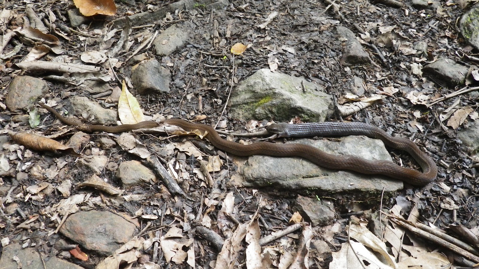 The Herpetology of Trinidad and Tobago The Whip Snake & The Lizard