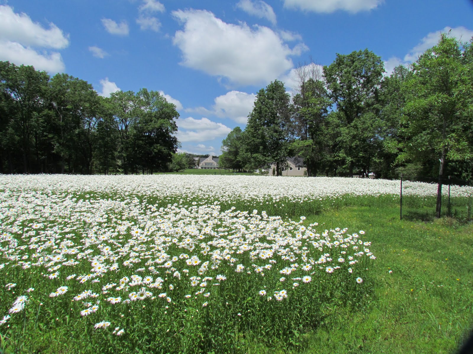 Foulkeways and Beyond Daisy Meadow