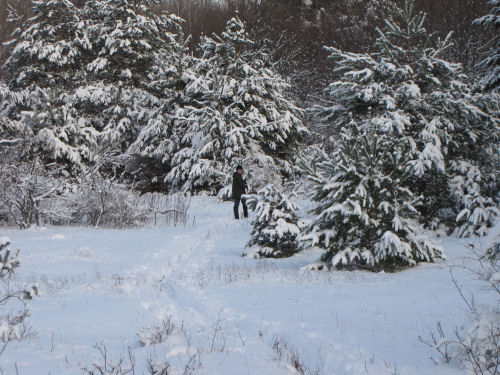 skier